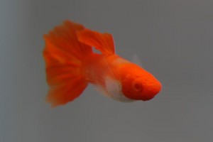 상품 섬네일
