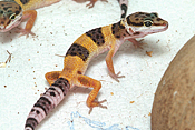 ǰ 