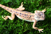 ǰ 