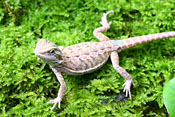 ǰ 