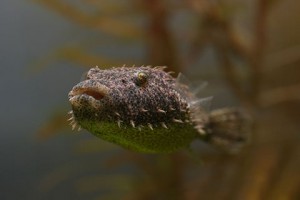 ǰ 